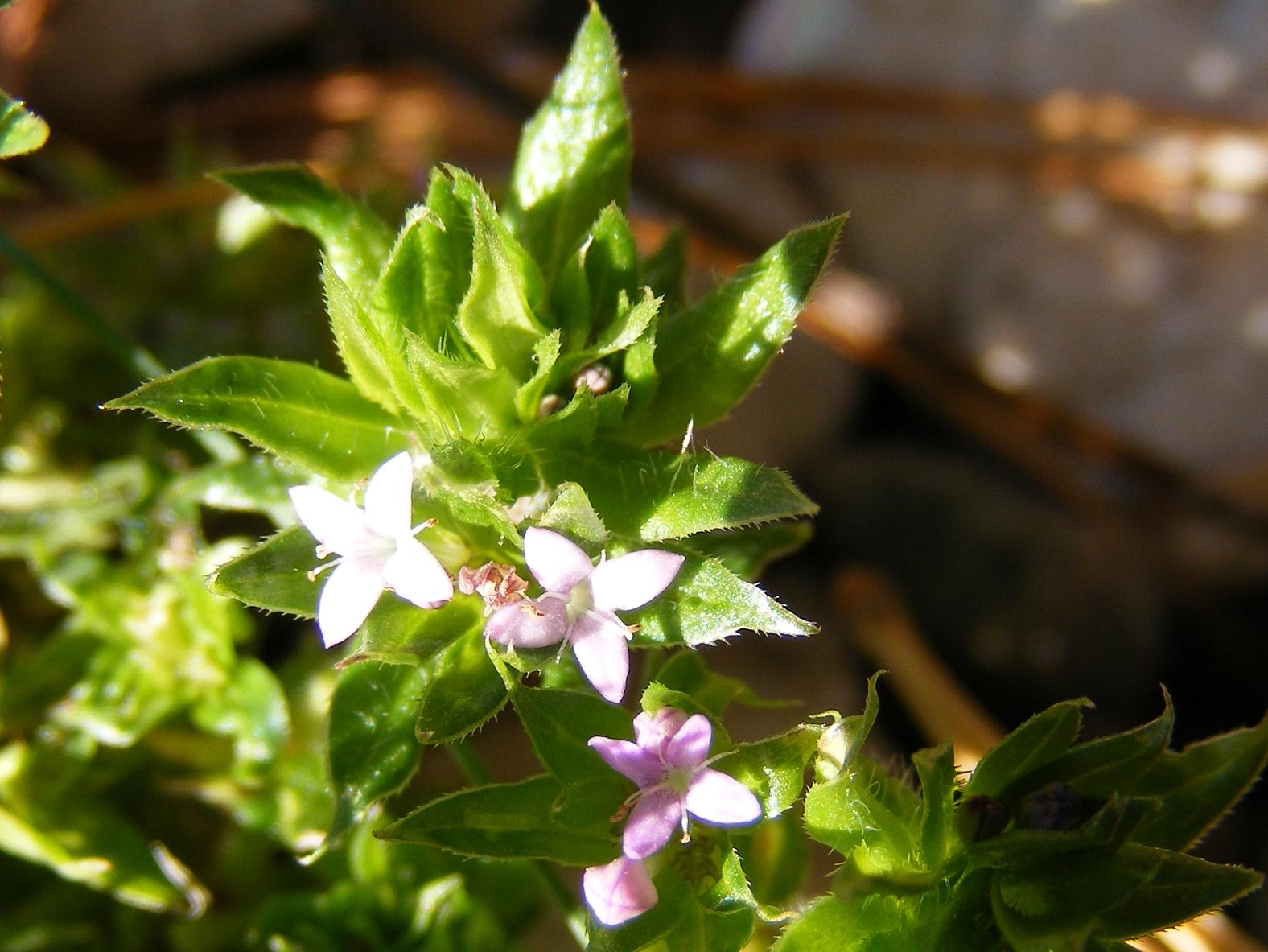 Sherardia arvensis / Toccamano